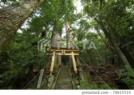 繼櫻王子野中一番杉（和歌山縣田邊市中邊町） 78615514