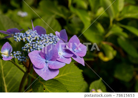 Hydrangea in Kobe Forest Park 78615653