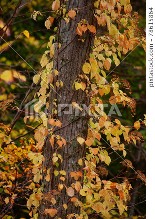 秋季藤蔓纏繞在螺旋中 秋季藤蔓纏繞在螺旋中 78615864