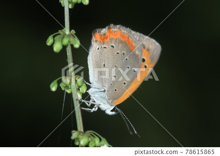 小銅蝴蝶鎌倉中央公園 4k 小銅蝴蝶鎌倉中央公園 4k 78615865
