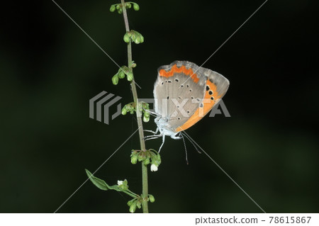 Small Copper Butterfly Kamakura Central Park 4k Small Copper Butterfly Kamakura Central Park 4k 78615867
