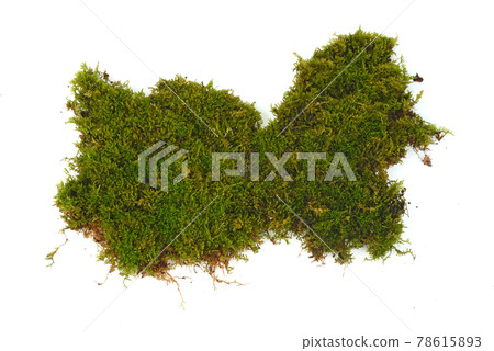 Top view of  moss isolated on white background 78615893