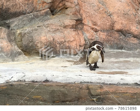 Penguins trying to jump in Penguins trying to jump in 78615898