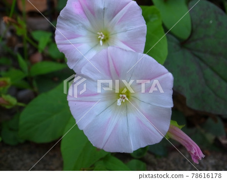 Rainy morning glory 78616178