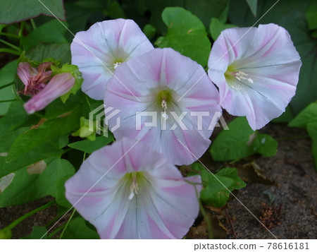 Rainy morning glory 78616181