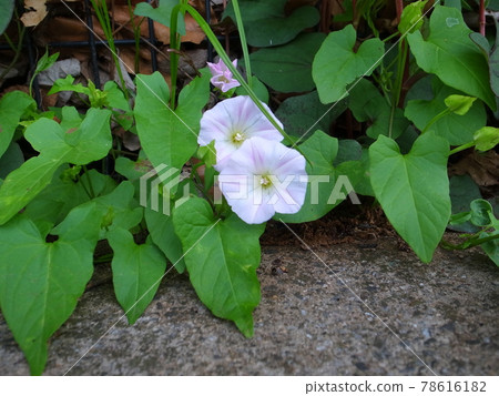 下雨的牽牛花 78616182
