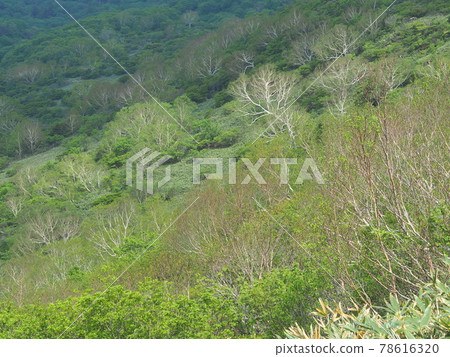 The slope of Nasu plateau where birch grows 78616320