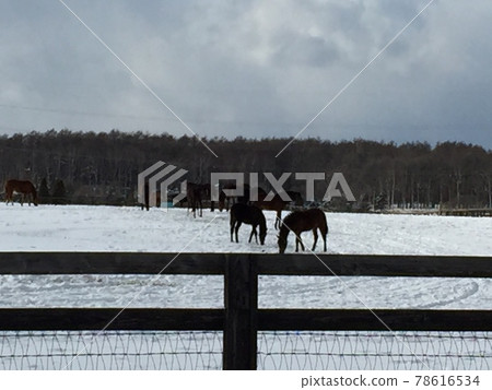 Hokkaido horse in winter Hokkaido horse in winter 78616534