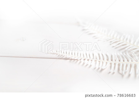 White fern and Shiraki background material 78616683