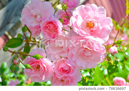 美麗的粉紅色玫瑰花 78616697