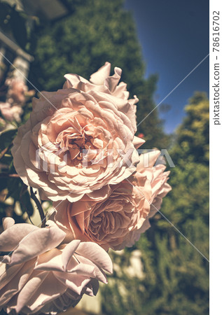 美麗的粉紅色玫瑰花 78616702