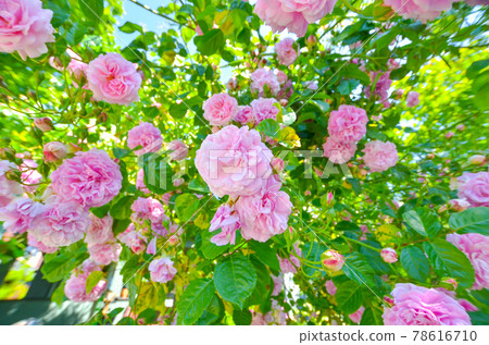 美麗的粉紅色玫瑰花 78616710