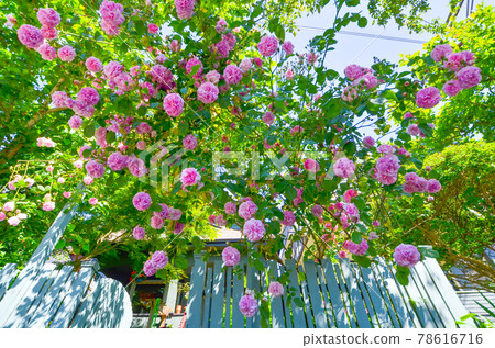 美麗的粉紅色玫瑰花 78616716