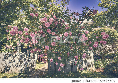 美麗的粉紅色玫瑰花 美麗的粉紅色玫瑰花 78616719