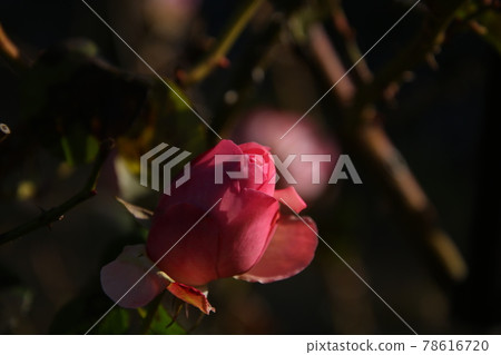 藤玫瑰歷史 78616720