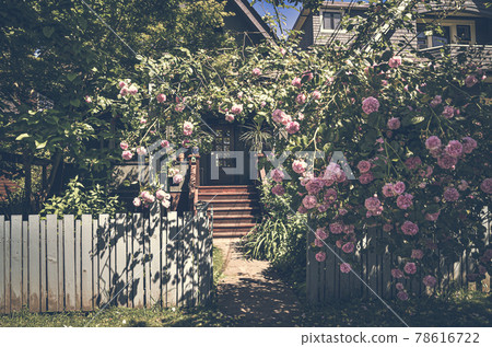 美麗的粉紅色玫瑰花 78616722