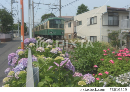 江之電沿線柳小路石上 江之電沿線柳小路石上 78616829