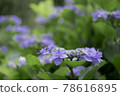 Hydrangea 78616895