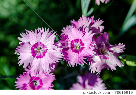 Purple dianthus flower Purple dianthus flower 78616919