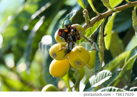 Insects gathering on the loquat tree 78617020
