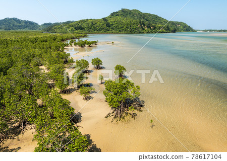 Top view of a lush mangrove forest at tropical island of Iriomote.  78617104