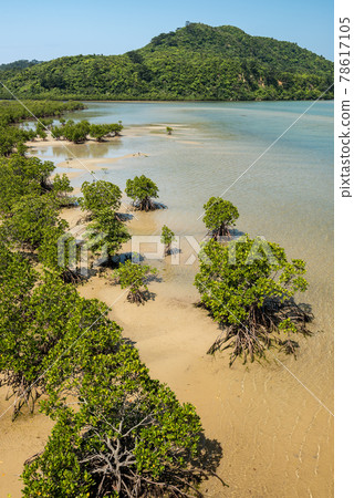 Closeup of a pristine mangrove forest at Japan southern islands.  78617105