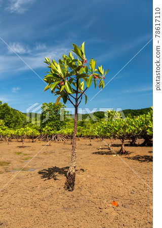 Showy young mangrove tree full of red flowers. 78617110