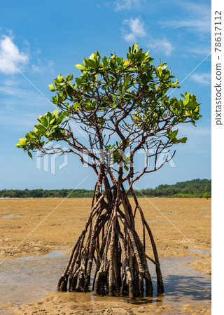 Lush isolated mangrove tree with its long roots. 78617112