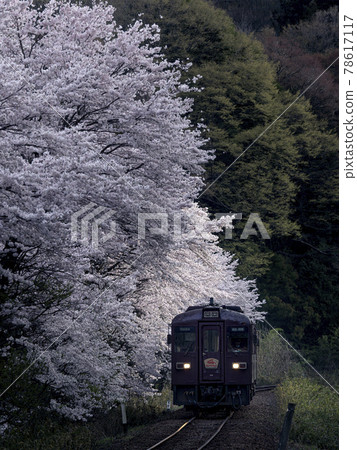 Spring Watarase Valley Railway, cherry blossoms approaching dusk Spring Watarase Valley Railway, cherry blossoms approaching dusk 78617117