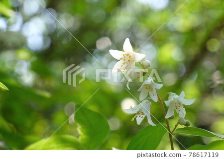 Pretty wildflowers 78617119