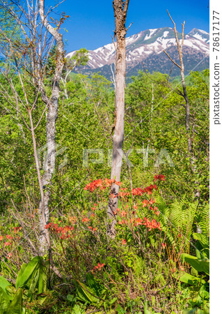 (Nagano Prefecture) Japanese azalea on the walking path of Ichinoseenchi, Norikura Kogen (Nagano Prefecture) Japanese azalea on the walking path of Ichinoseenchi, Norikura Kogen 78617177