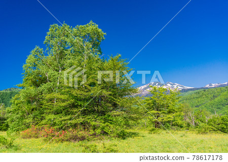 (Nagano Prefecture) Japanese azalea on the walking path of Ichinoseenchi, Norikura Kogen (Nagano Prefecture) Japanese azalea on the walking path of Ichinoseenchi, Norikura Kogen 78617178