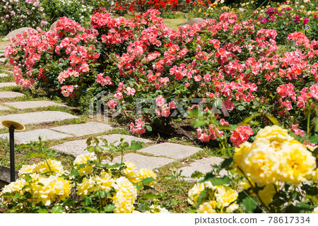 Rose Garden of Toukyou Park 78617334