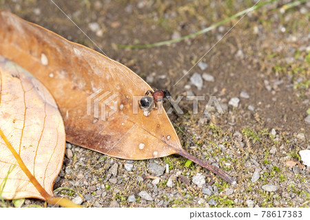 Red-footed wasp 78617383