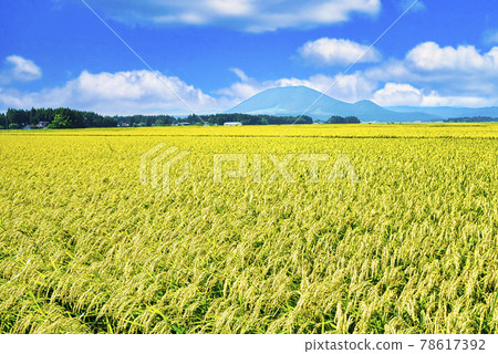 Countryside scenery of Osaki plain Countryside scenery of Osaki plain 78617392