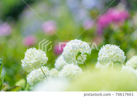 服部農場繡球花屋 服部農場繡球花屋 78617661