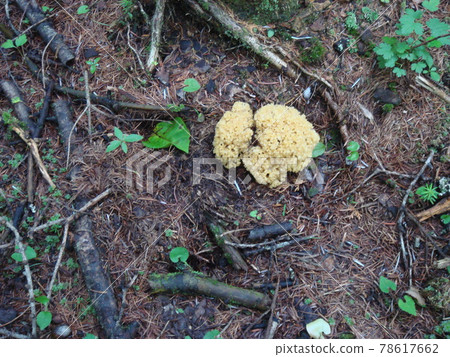 原產於富士山的松柏 原產於富士山的松柏 78617662