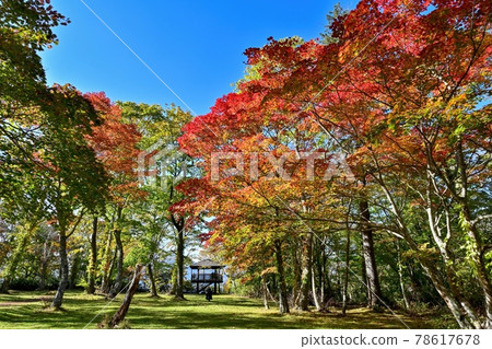 在支笏湖@北海道的燈光下閃耀著五顏六色的楓葉秋葉 在支笏湖@北海道的燈光下閃耀著五顏六色的楓葉秋葉 78617678