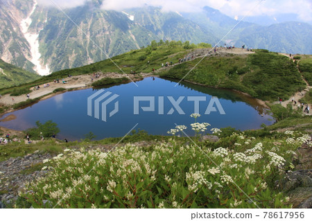 當歸原產於俯瞰白馬八方池的岩石地區 78617956