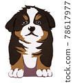 Bernese Mountain Dog Puppies 78617977