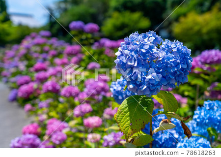 三重縣龜山市龜山書園龜山城附近的風景 78618263