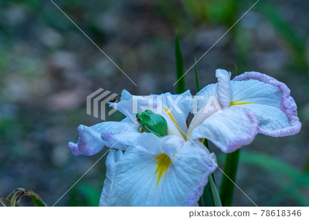 三重縣龜山市龜山書園龜山城附近的風景 78618346