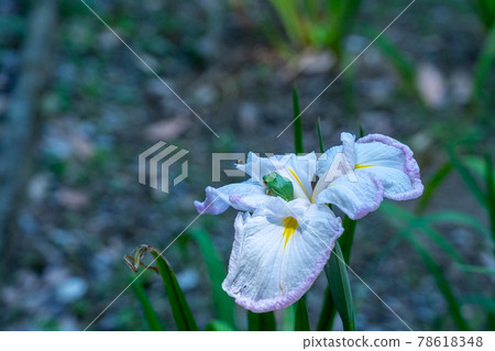 三重縣龜山市龜山書園龜山城附近的風景 78618348