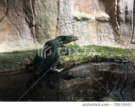 Waterside monitor lizard Waterside monitor lizard 78618481
