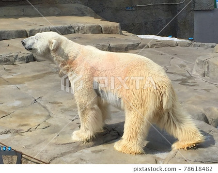 Laughing Polar Bear Laughing Polar Bear 78618482