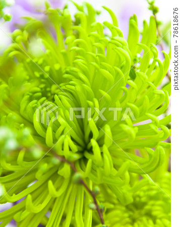 Green shamrock and sweet pea 78618676