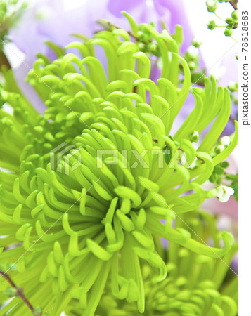 Green shamrock and sweet pea 78618683