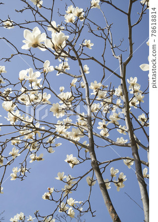 蔚藍的天空下，玉蘭白花盛開。學名是 Magnolia de nudata。 78618814