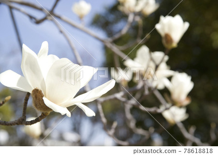 蔚藍的天空下，玉蘭白花盛開。學名是 Magnolia de nudata。 78618818