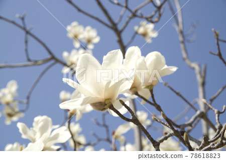 White flowers of Yulan magnolia are in bloom under the blue sky. The scientific name is Magnolia de nudata. White flowers of Yulan magnolia are in bloom under the blue sky. The scientific name is Magnolia de nudata. 78618823